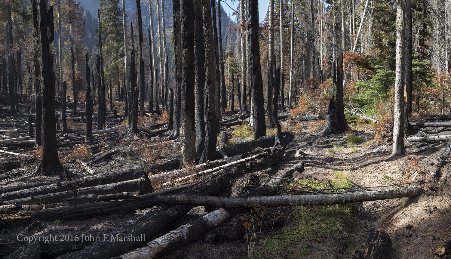 Black mixed with green is the norm for the Buck Creek Fire. The trail can be seen at right. The orange-brown bushes are huckleberry. They will send new shoots up next summer. 