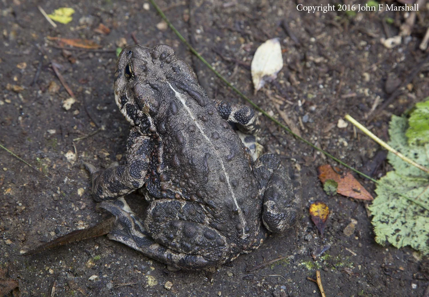 I photographed this western toad right in the trail, in an area not burned. 
