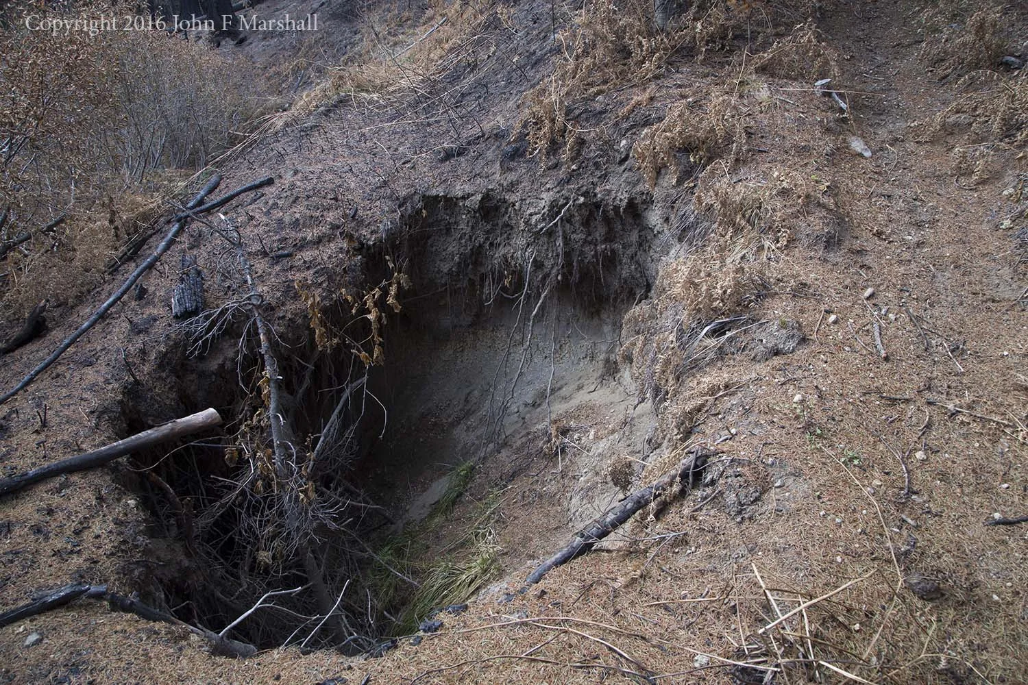 This hole in the ground is big enough to bury a volkswagen beetle. The trail can be seen at right. The ground was very loose and ready to cave in. As to the origin of the hole, my only theory is that this section of trail is an old mining road, and the miners used stumps for fill. 