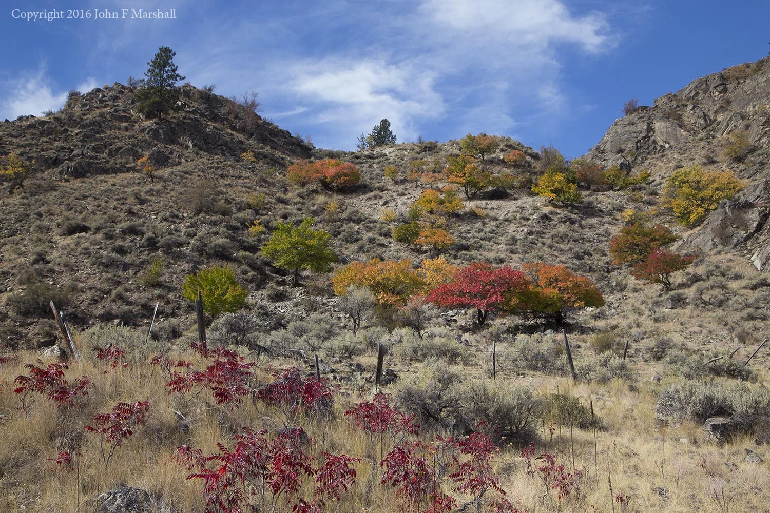 The apricot trees are scattered along a southeast facing slope for a mile. The red plant in the foreground is smooth sumac, Rhus glabra , a native. 