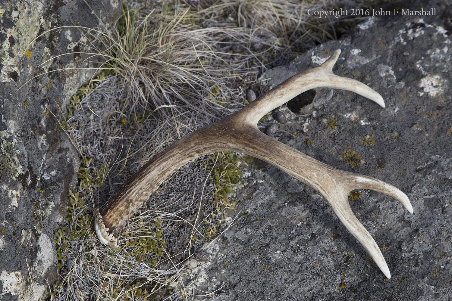 The shift in vegetation from primarily grass to shrubs may actually be of benefit to the mule deer that live at the mouth of Toat's Coulee. Mule deer prefer to eat shrubs rather than grass, and bitterbrush is one of their favorites. Mule deer even eat sagebrush occasionally. I found this shed antler while scoping out the apricot trees. 