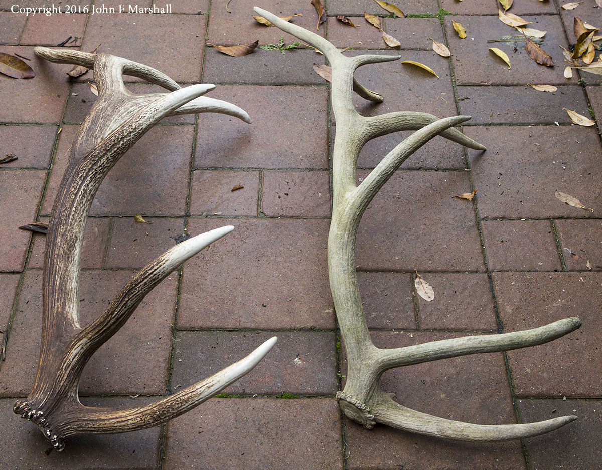 Comparing the elk antler I found in fall of 2016 near Cashmere, WA with the one I found thirty-five years ago in Idaho, the recent find is much larger. I am going to keep the new one indoors where it won't weather. 