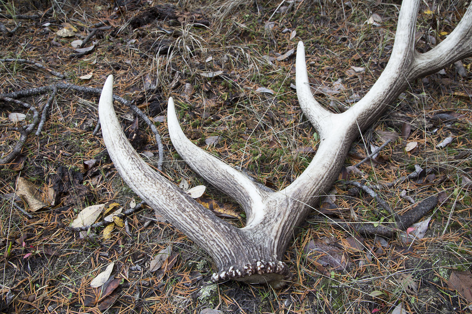 Details about   5 Pounds Of Md-Lg  #2  Mule Deer Sheds Antlers Horns Elk 