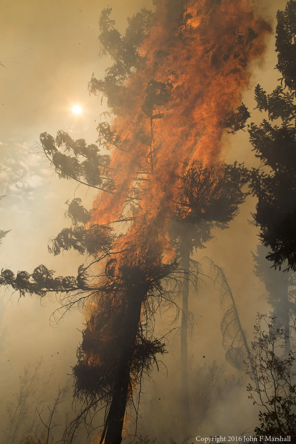 A Douglas-fir tree infected with dwarf mistletoe torches. Mistletoe causes trees to grow bizarre wads of foliage, known as "witches brooms" that are quite flammable. 