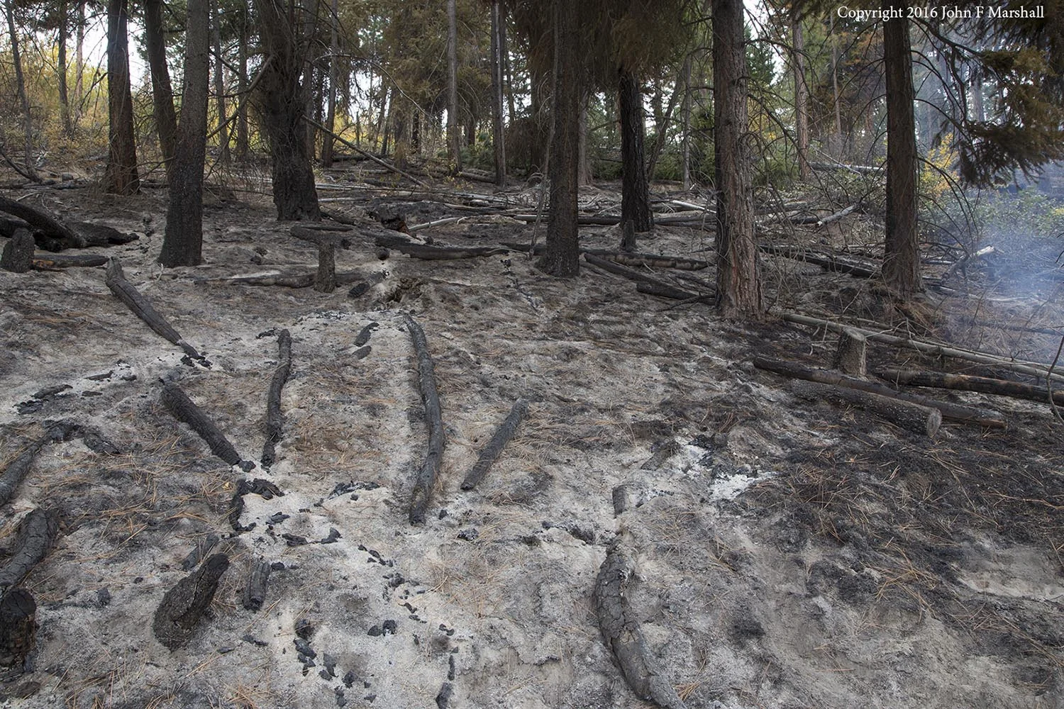 Reduced to ash, the dead wood in the previous picture has been removed as a fire threat. Because of the amount of wood on the ground this microsite received intense heat. 