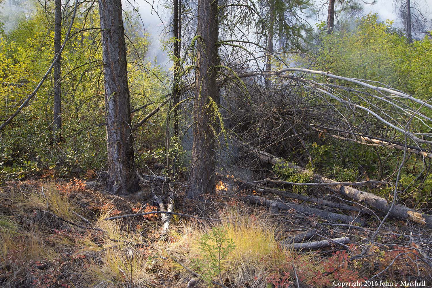 A tree killed many years ago is about to be consumed in fire. Periodic fires clean up the woods and prevent worse fires. 