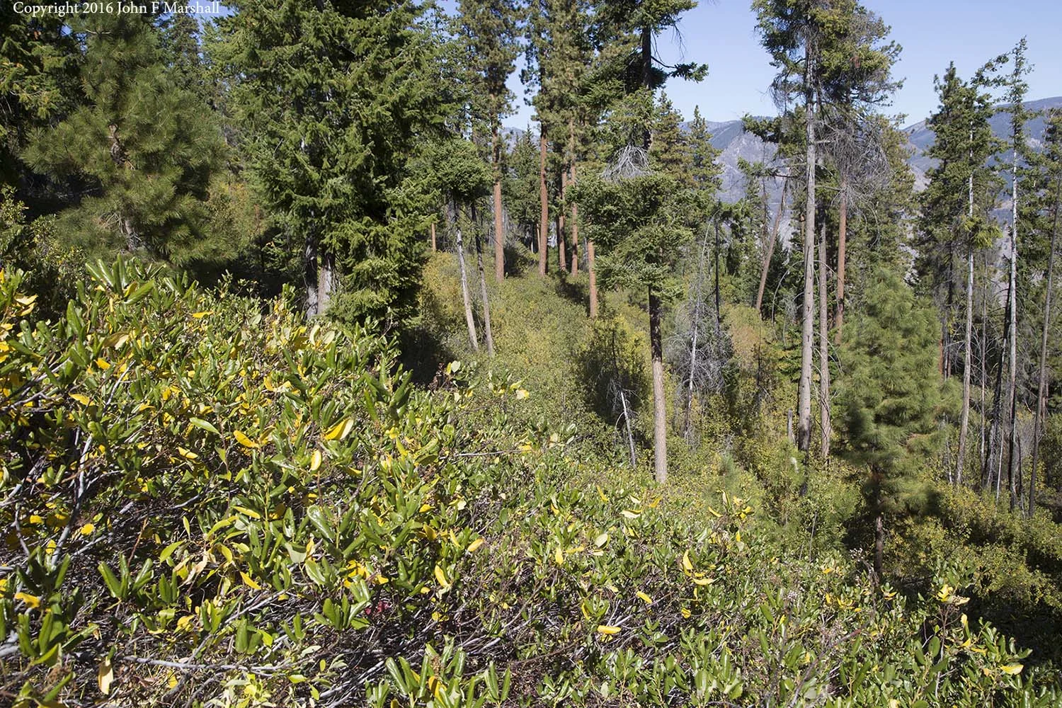 Although at first glance all seems well in this scene, many of the Douglas-fir trees are infected with dwarf mistletoe a parasitic plant that causes odd growth forms. The shrubs in this photograph are almost entirely shiny-leaf ceanothus which has a high content of volatile oils, and burns hot when ignited. 