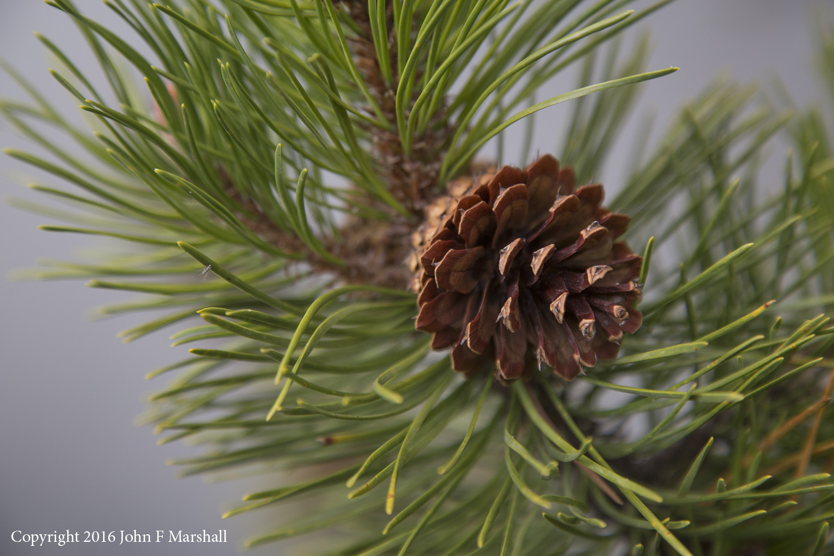 Freshly opened cone of lodgepole pine tree. Image was taken during a prescribed burn on the Okanogan-Wenatchee National Forest, Washington. 