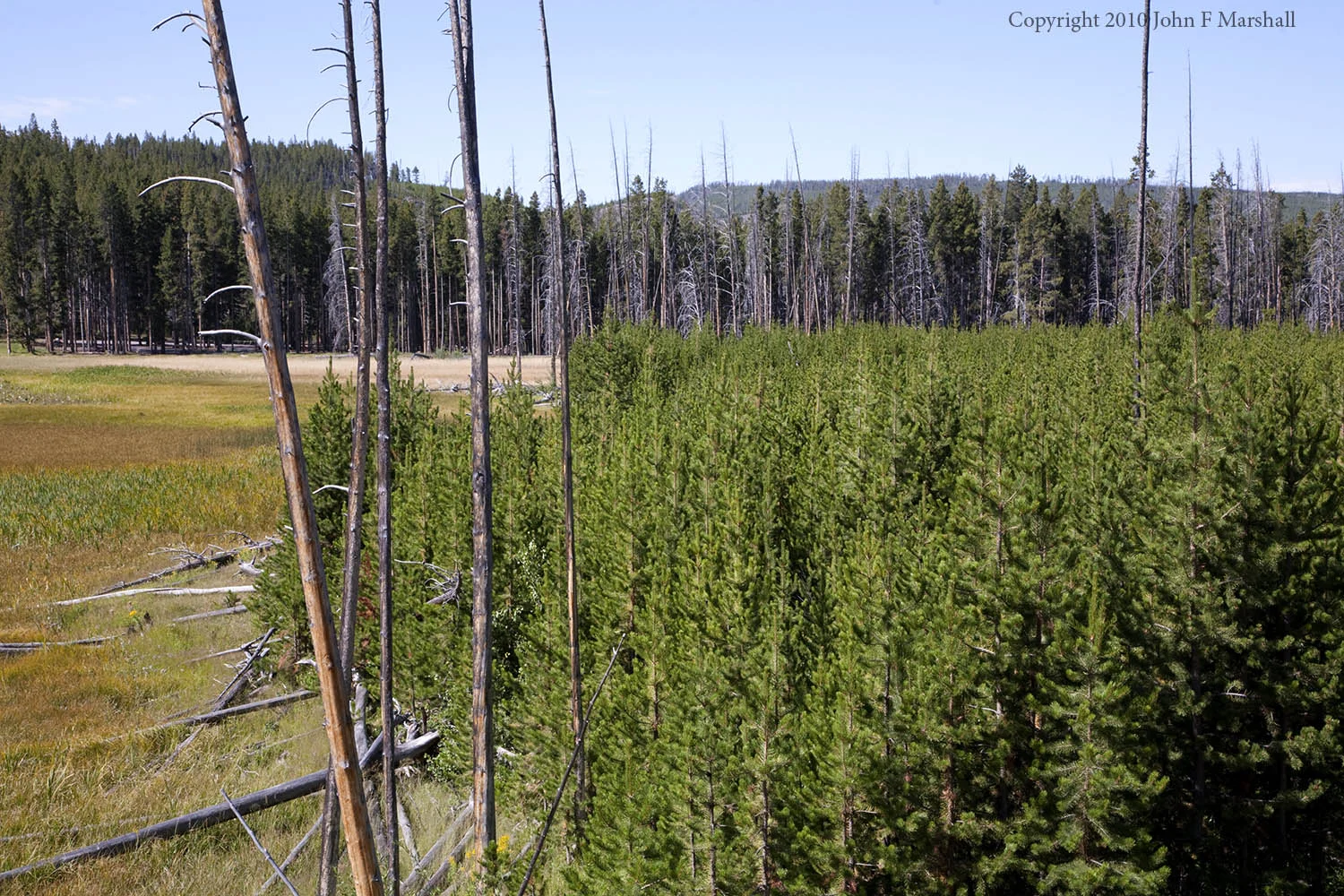 Dense young lodgepole pine stand in Yellowstone National Park, Wyoming. This stand was established following the fires of 1988. Photo from 2011. 