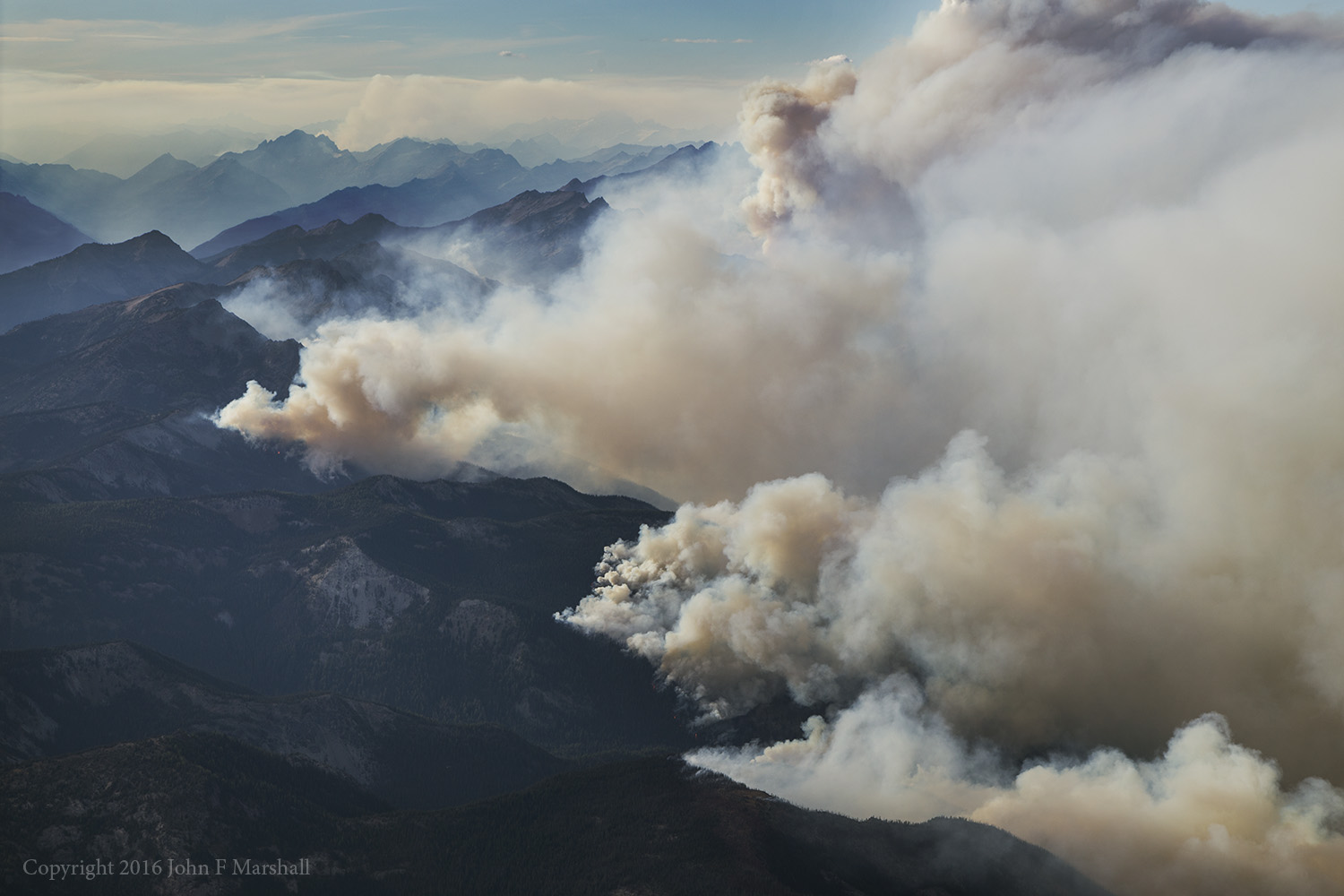 Lodgepole pine thrives on fire, because of it's ability to readily recolonize burned areas. Wolverine Fire 2015, Entiat R.D. of Okanogan-Wenatchee National Forest, WA