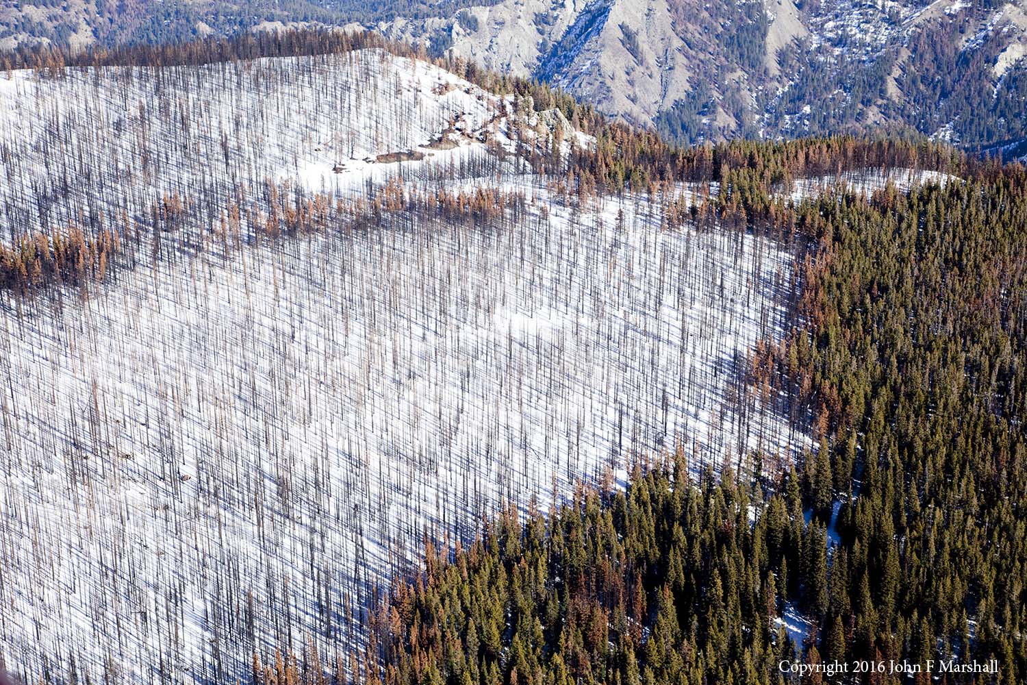 High intensity, stand replacing fire is typical of lodgepole pine forests. Tree seedlings appeared the following summer. Table Mountain Burn, Cle Elum R.D., Okanogan-Wenatchee National Forest, WA. 