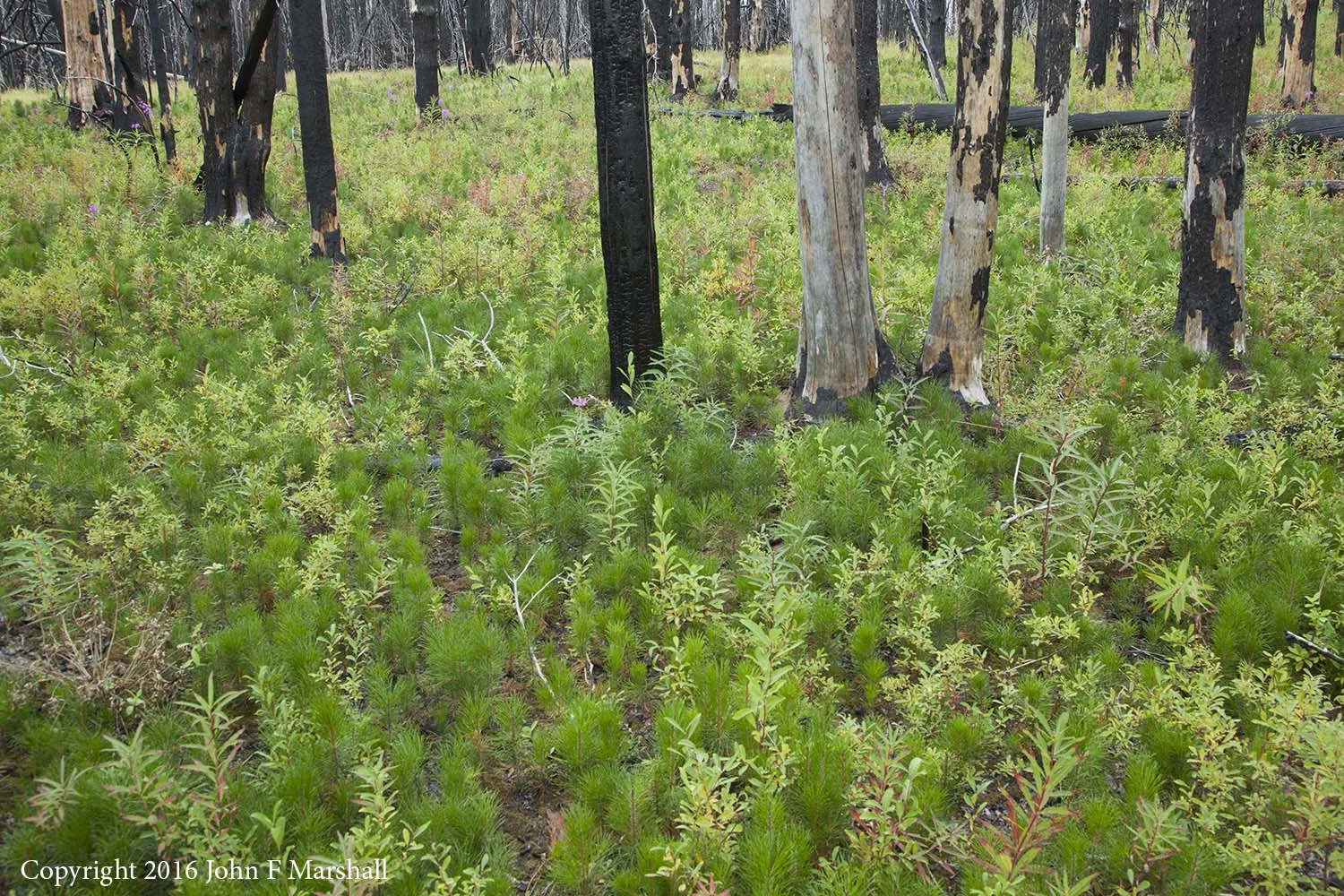 Four years after the Table Mountain Fire, lodgepole pine seedlings carpet the forest floor in the Naneum Meadows area on the Cle Elum R.D. of the Okanogan-Wenatchee National Forest, WA. 