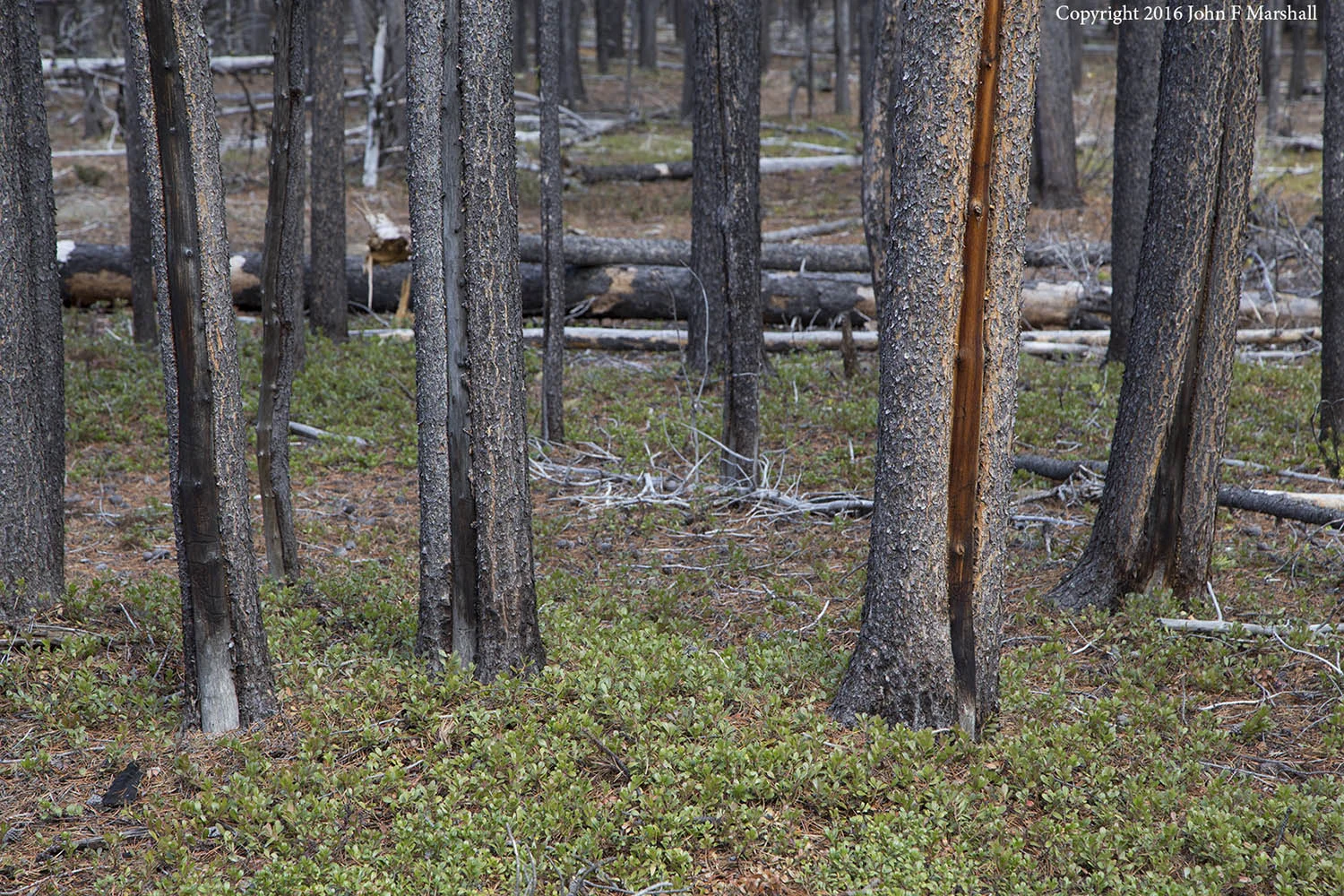 Although lodgepole pine has very thin bark and little protection against fire, it can survive low intensity fires as evidenced by scarring seen here. The ground cover is kinikinik, a shrub that does not readily burn. Middle Fork of Toat's Coulee, Pasayten Wilderness, Okanogan-Wenatchee National Forest, WA. 