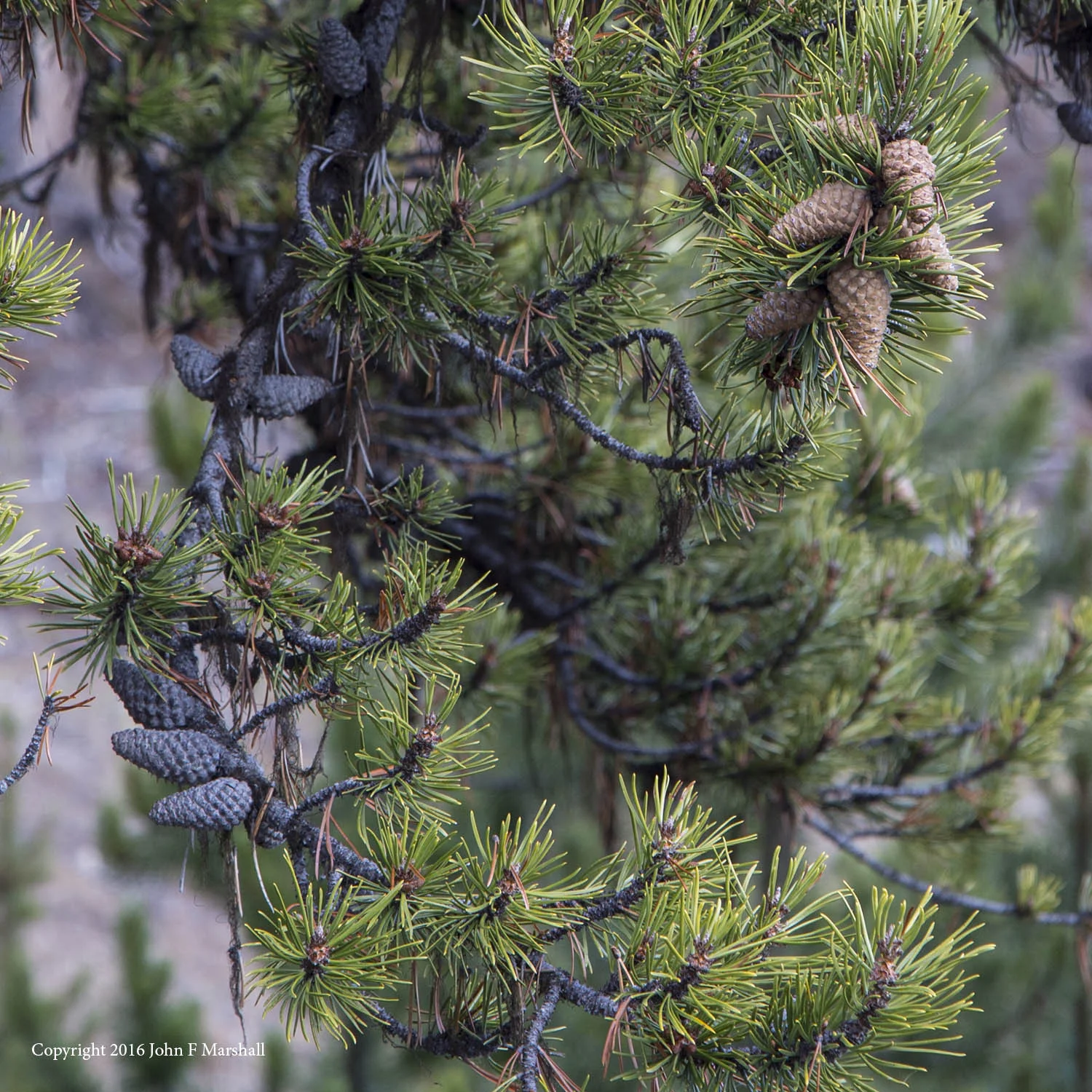 Serotinous cones stay closed until enough heat is applied to melt the resin that binds the cone scales together- a fire adaptation. This characteristic is not universal within lodgepole pine. Within an individual tree some cones may open normally, while others are serotinous. 