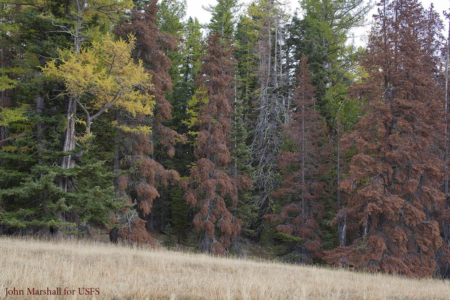 Mountain pine beetle attack on lodgepole pine. Although always present, beetle attacks reach epidemic proportions in some years. At the "red" stage trees are highly flammable and continue to be so, until the needles fall which takes two to three years. Naches R.D., Okanogan-Wenatchee National Forest, WA. 