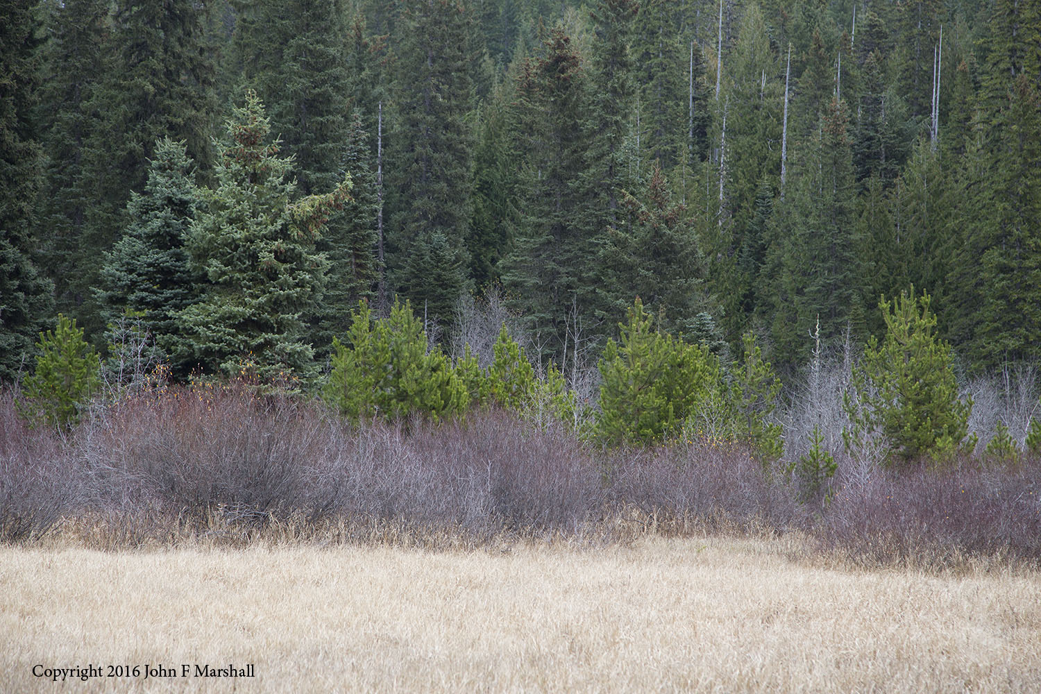 Lodgepole pine is able to grow in both well drained soils, and swampy ground. The yellow-green trees seen here are lodgepole pines growing besides willow, and Engelmann-spruce at Summit Meadows on the Mt. Hood National Forest, Oregon. Photograph taken in late fall. 