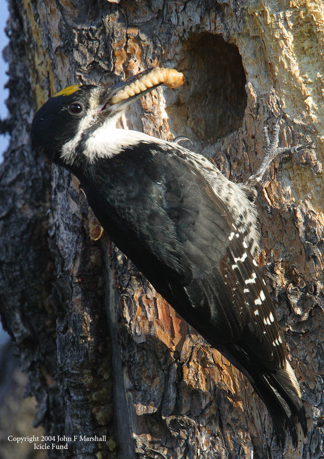 A male black-backed woodpecker delivers a larvae from a wood-boring beetle to it's nestlings within a cavity excavated in a living lodgepole pine tree. Wood borers are far larger than bark beetles. Borers feed on dead wood, seldom killing live trees. Fires and bark beetles set up feeding and nesting opportunities for woodpeckers. Black-backed woodpeckers seek out recent burns in the higher elevation forests for the foraging opportunity. 