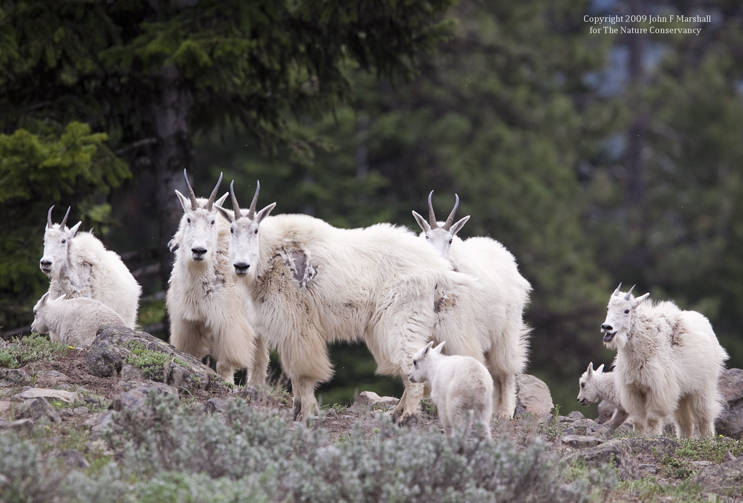 Mountain Goat nannys and kids in the vicinity of Devil's Slide. Naches Ranger District of Okanogan-Wenatchee National Forest, WA. Photography funded by The Nature Conservancy.
