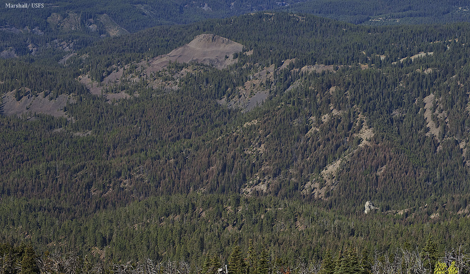 The brown color is due to defoliation by western spruce budworm caterpillars, which feeds on fir trees but not pines. 