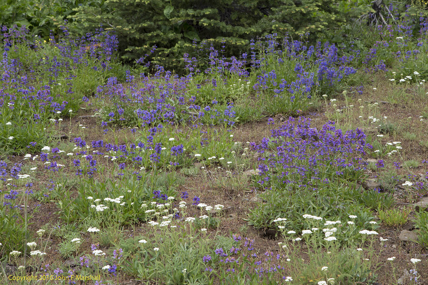 Penstemon and yarrow growing on lithosol soils in the Blue Mountains, Umatilla National Forest.