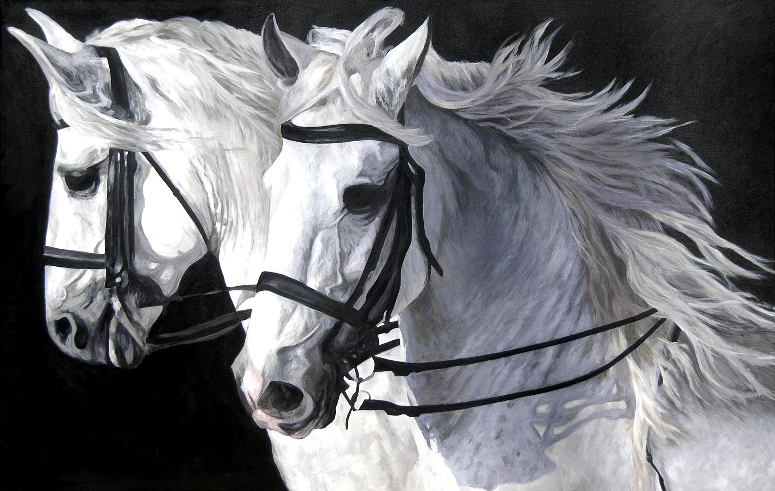 Parading White Stallions