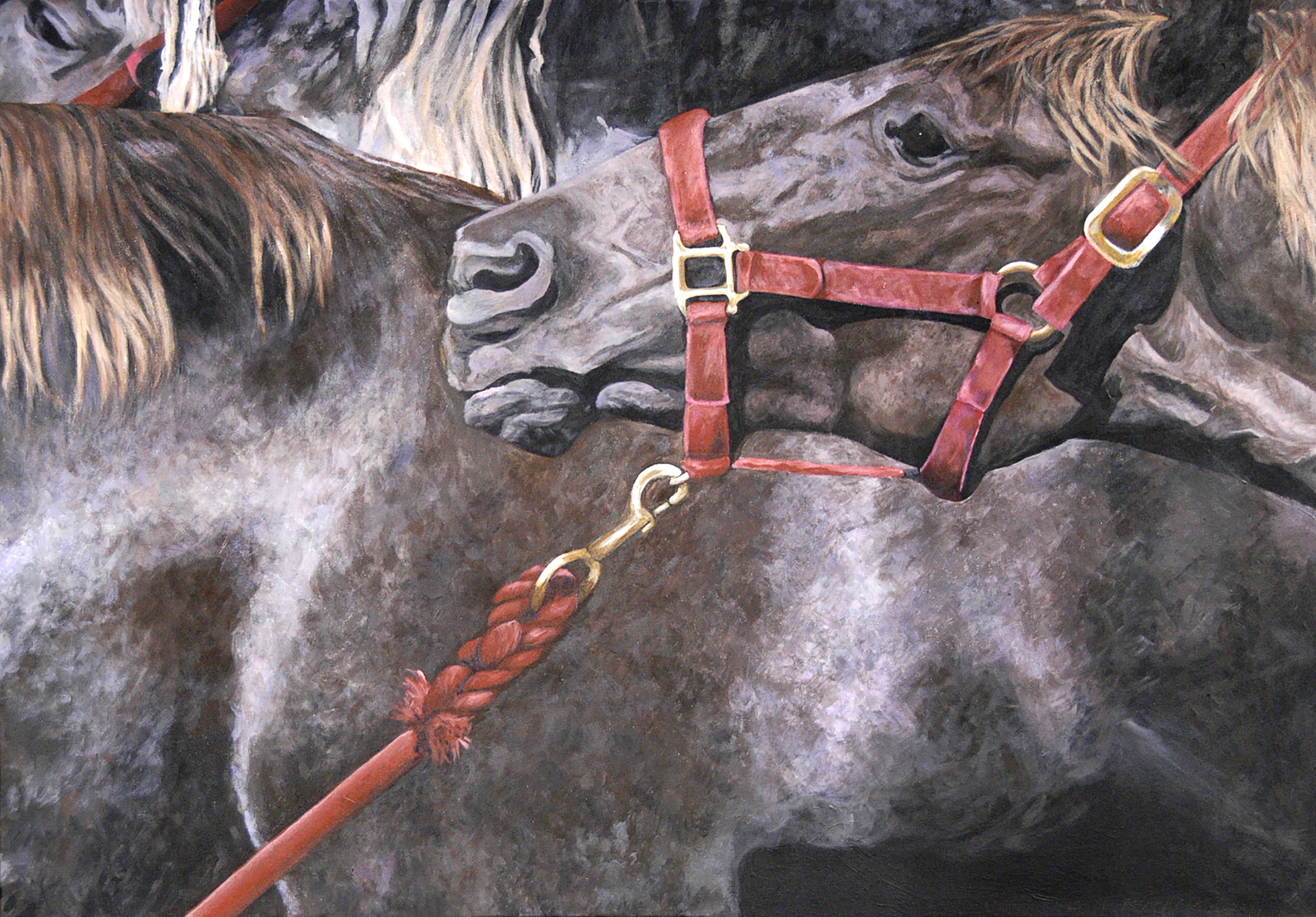 Drag II/Rocky Mountain Horse