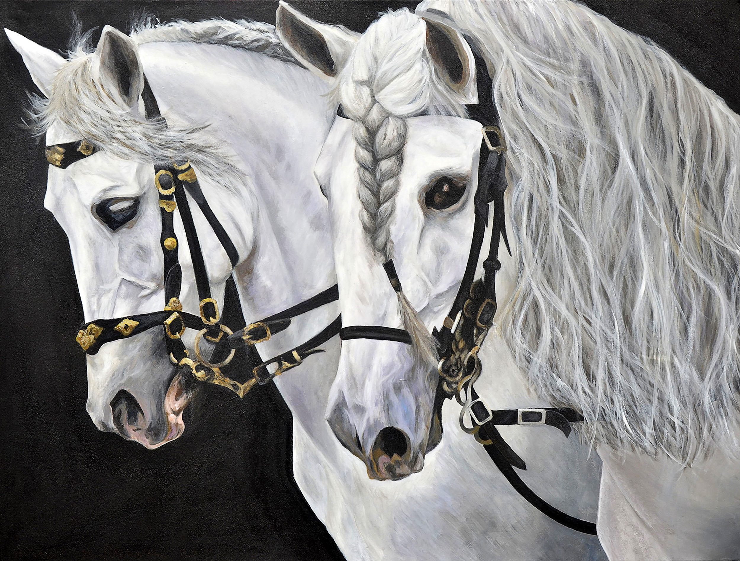 Golega Feria White Lusitano Stallions; Matched Pair