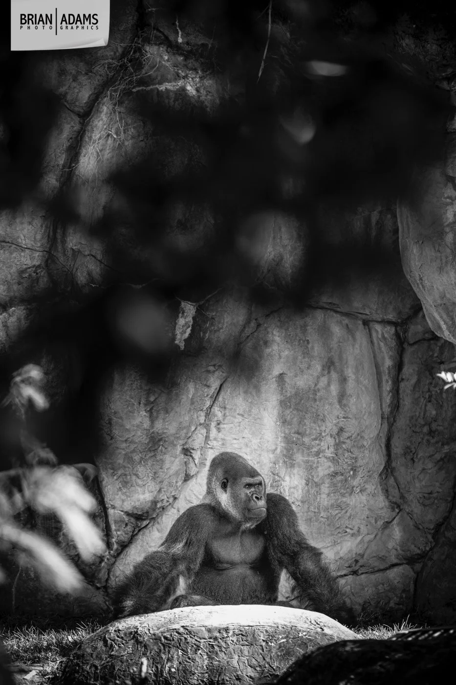 010-tampa-orlando-fine-art-photographer-brian-adams-photographics.jpg