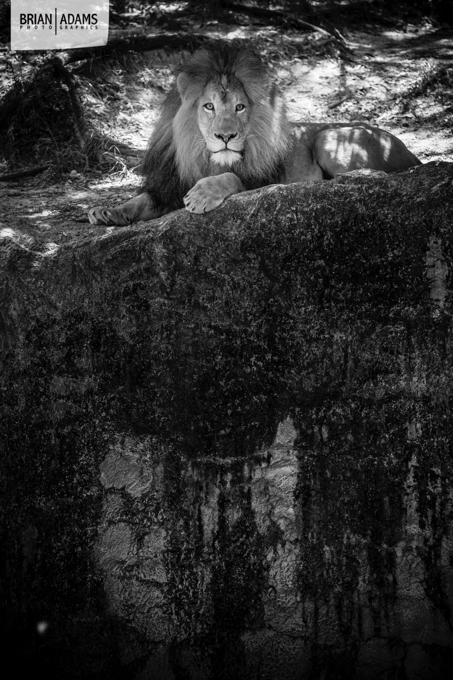 012-tampa-orlando-fine-art-photographer-brian-adams-photographics.jpg