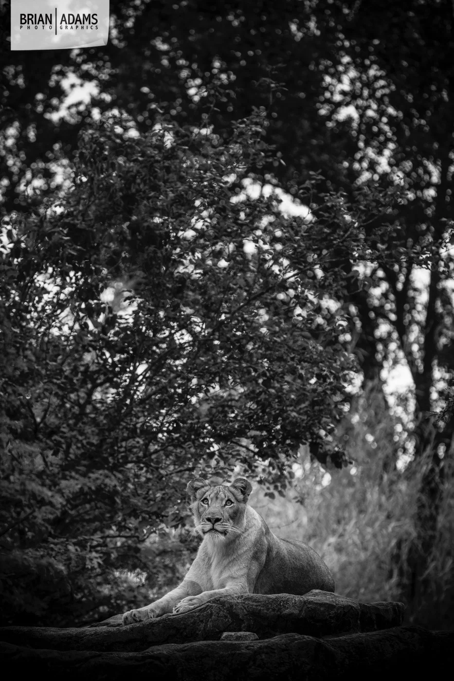 013-tampa-orlando-fine-art-photographer-brian-adams-photographics.jpg