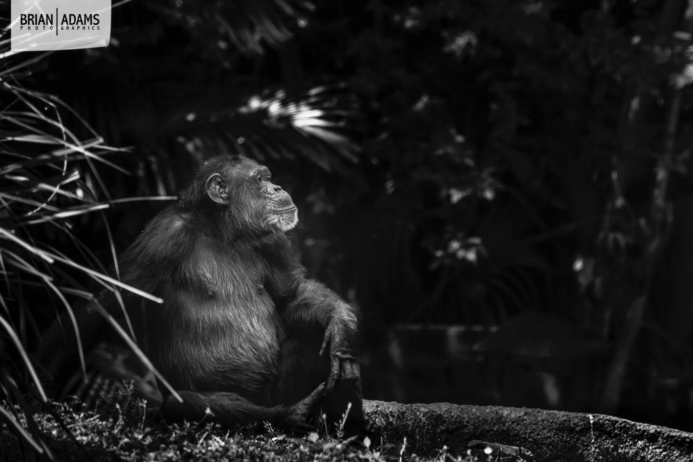 014-tampa-orlando-fine-art-photographer-brian-adams-photographics.jpg