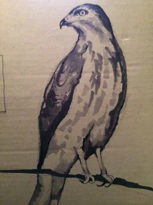 Falcon