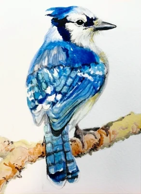 Blue Jay