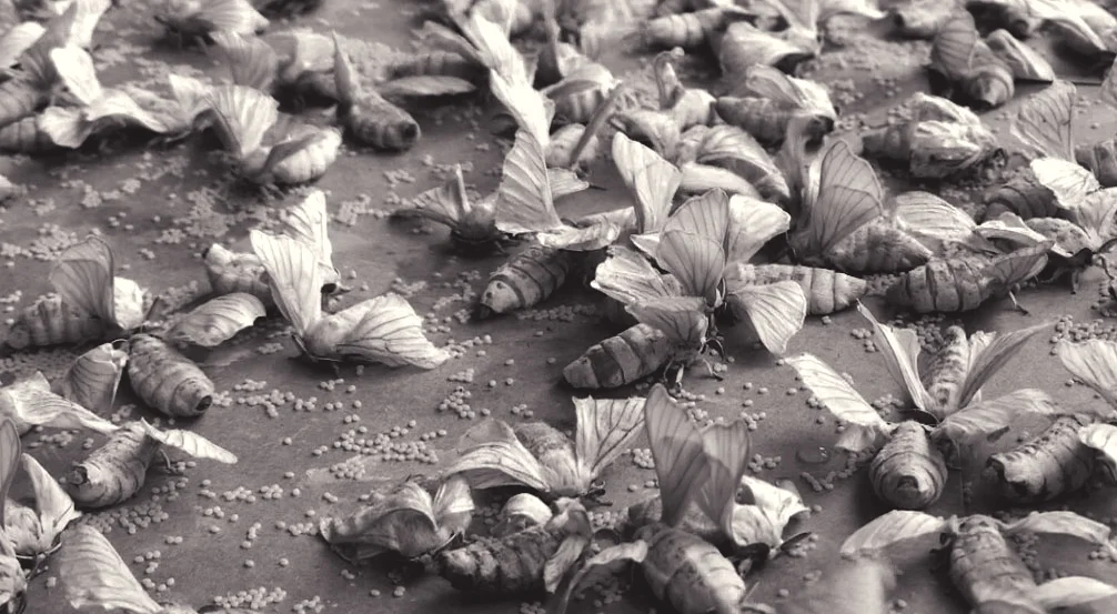  1. Every Silkbody garment begins with a tiny caterpillar hatched from an egg laid by the silk moth. 