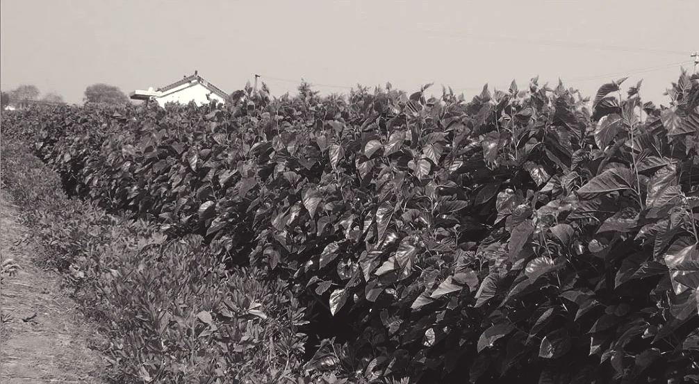  2. Clipped morus alba - mulberry - growing in the fields. 