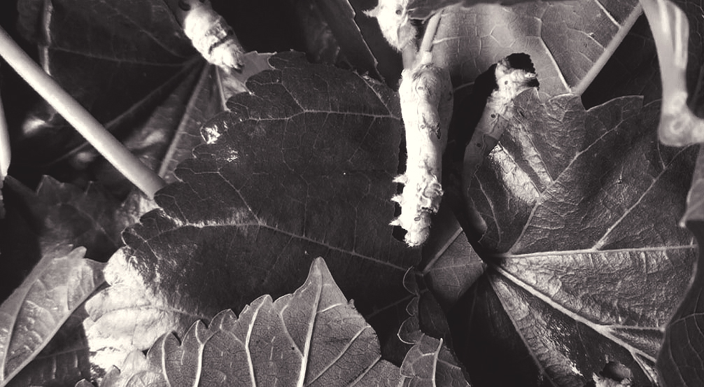  4. Silk caterpillars are voracious eaters. 