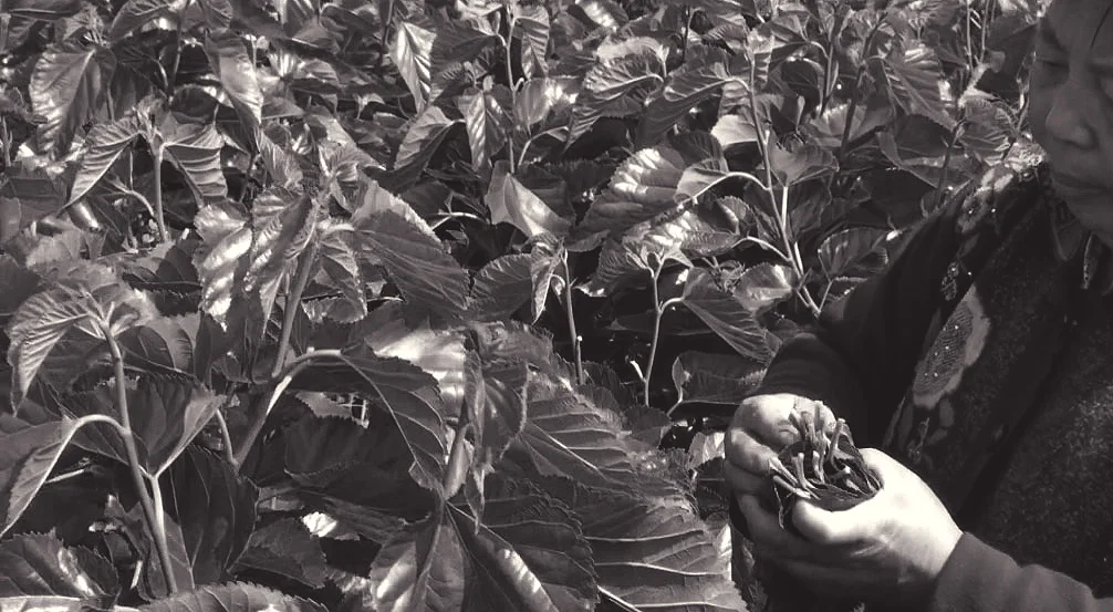  3. Mulberry leaves are picked fresh daily. 