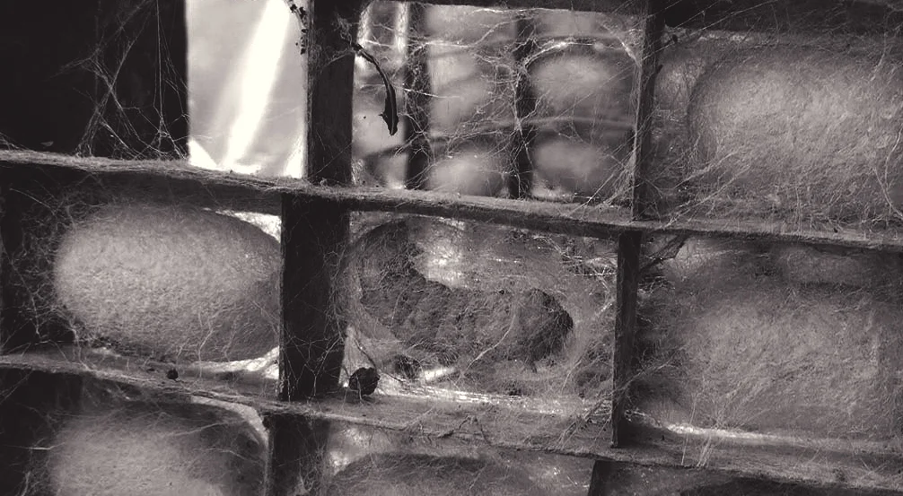  5. After about 20 days of eating they start to build their cocoons of silk. 