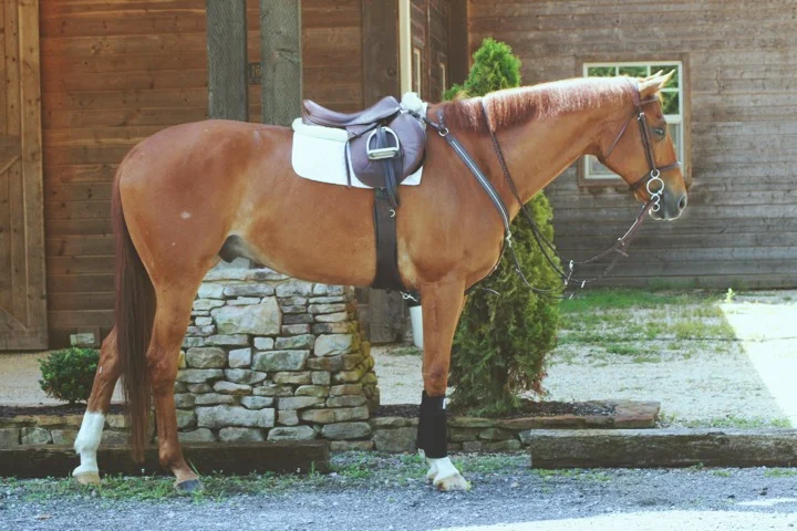 "Cabo Follow the Ruler"