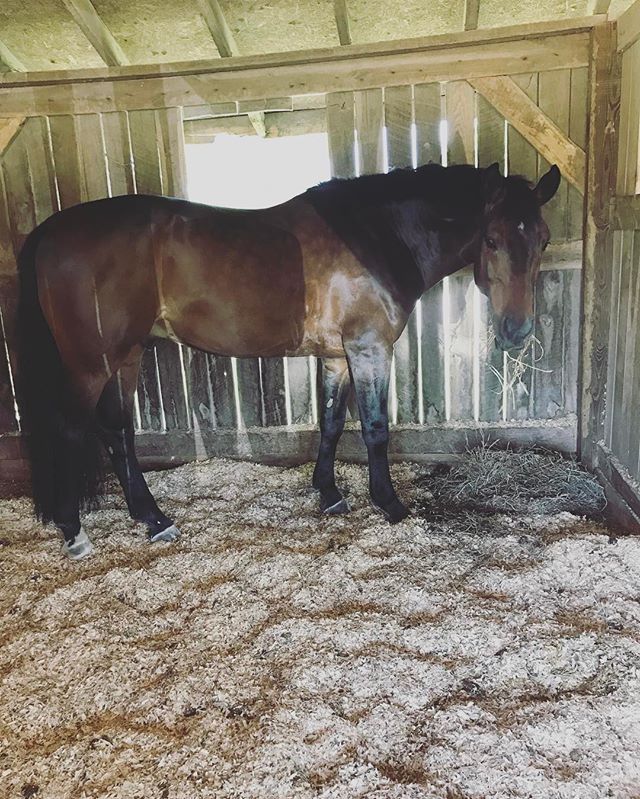 Well earned munchies for this rockstar in the baby greens! #readycashz #perfectgentleman #forsale #reichlandfarms