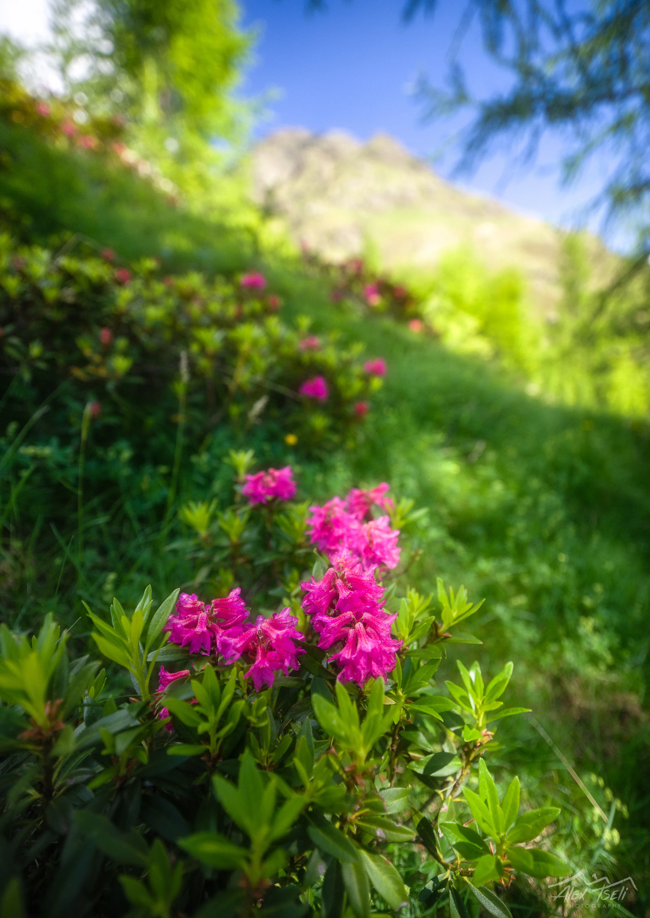 B0006132-Edit.jpg
