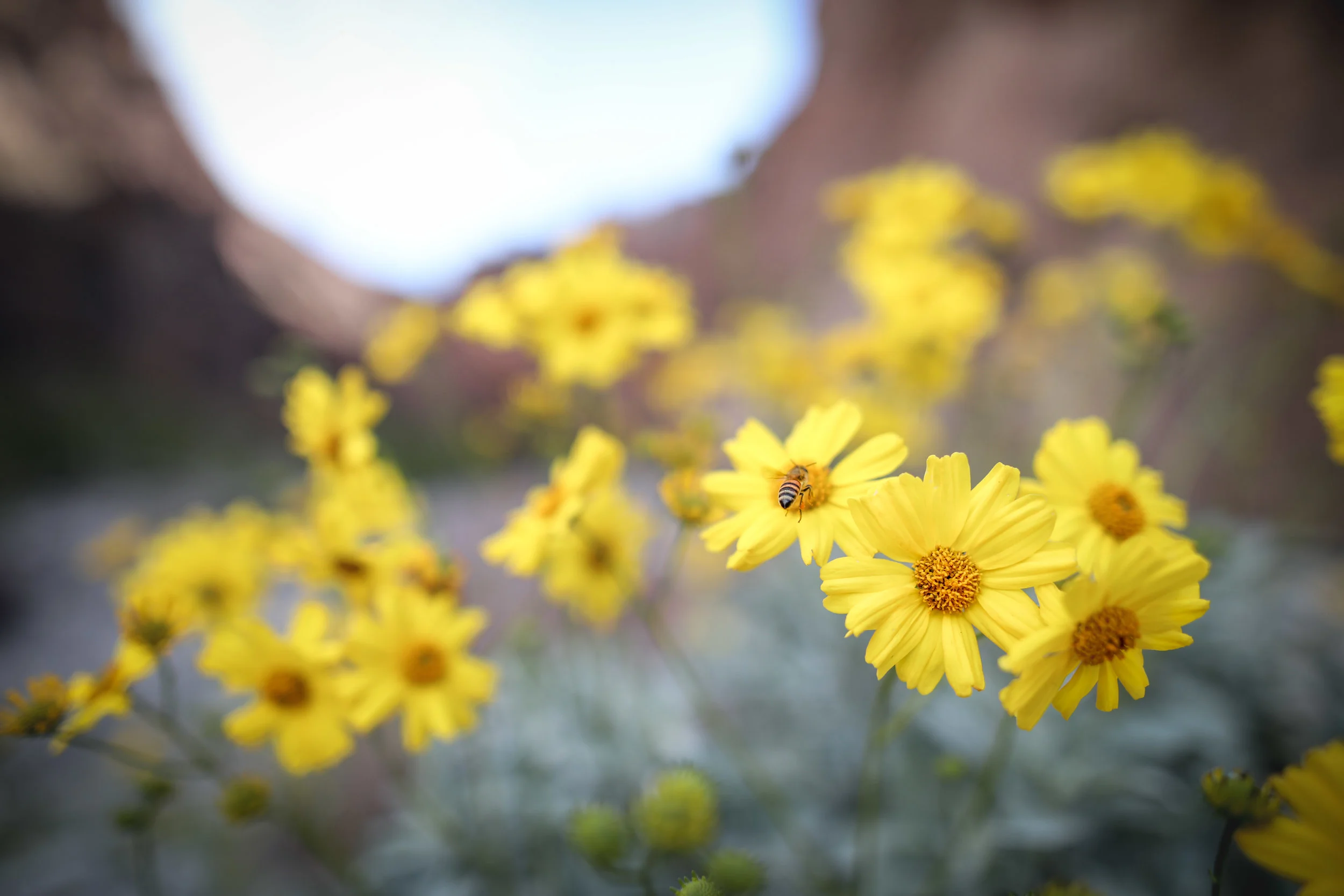 2018_03_18_Death Valley_0231.jpg