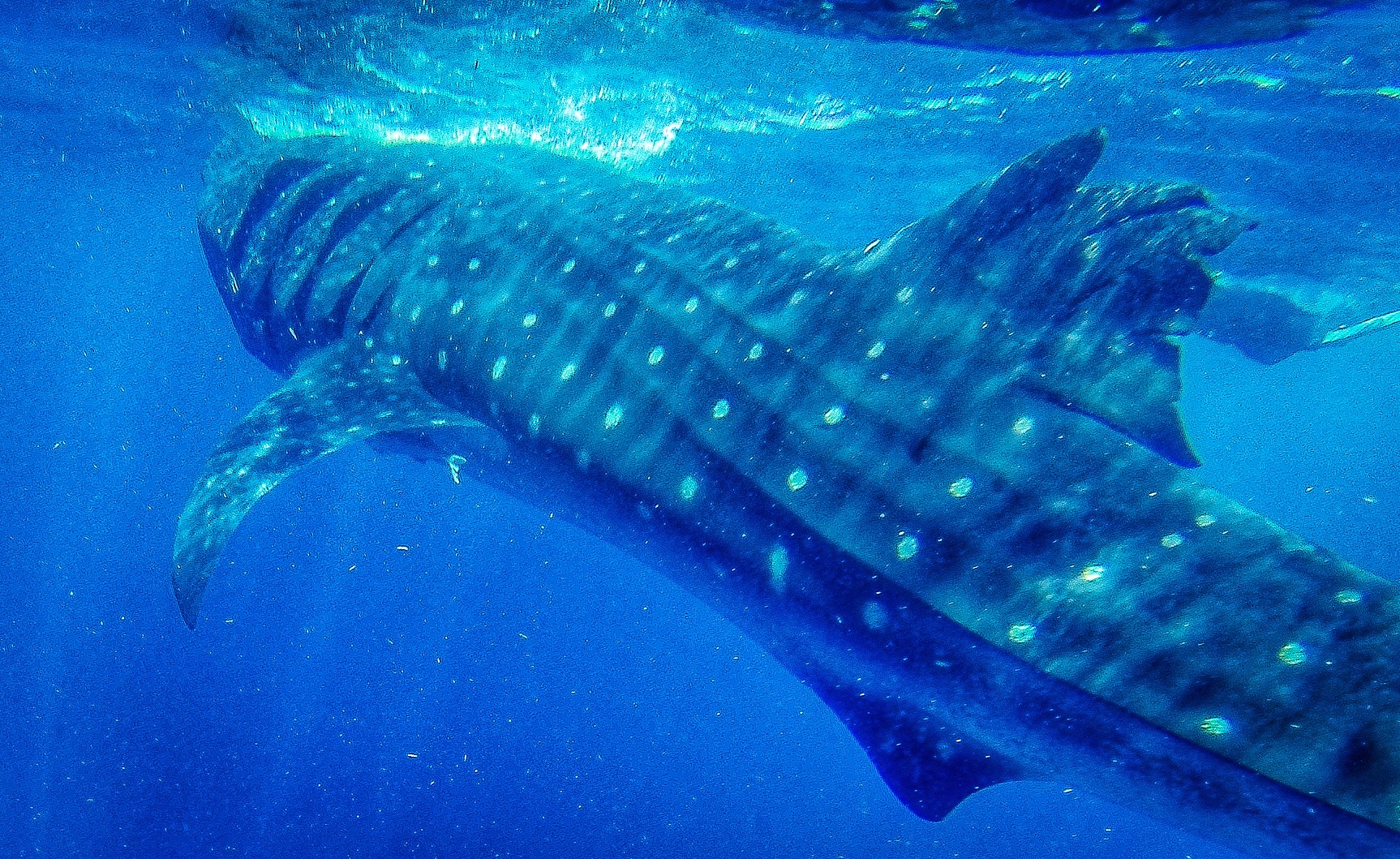 A close - and brief - encounter with a whale shark off Mexico's Yucatan Peninsula 