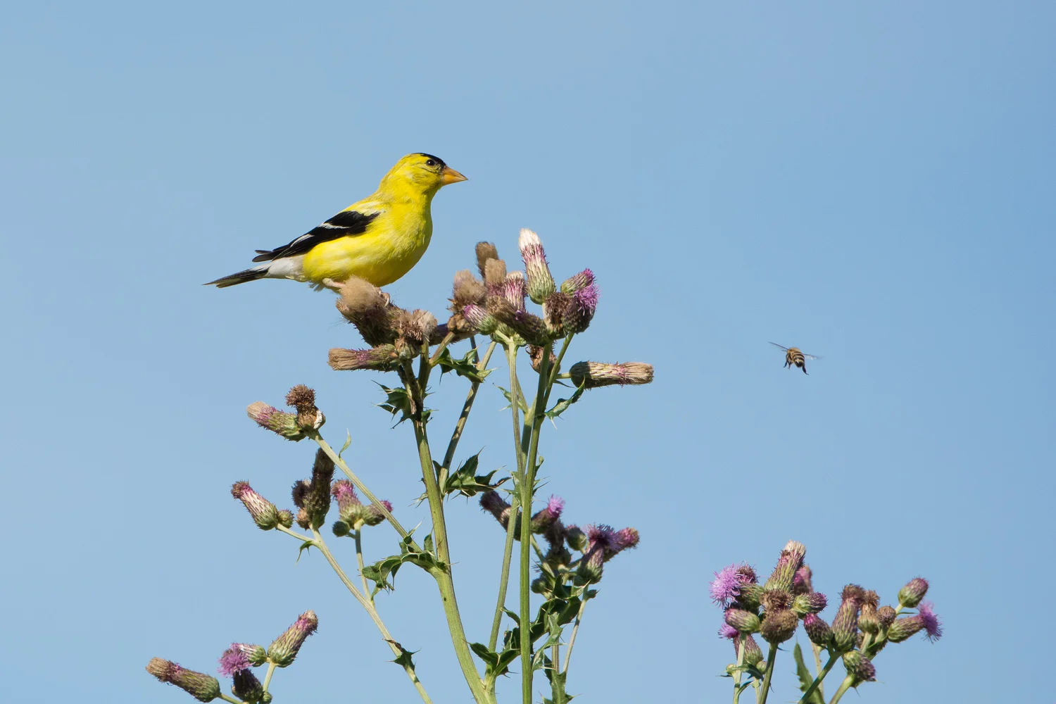 Bird and Bee