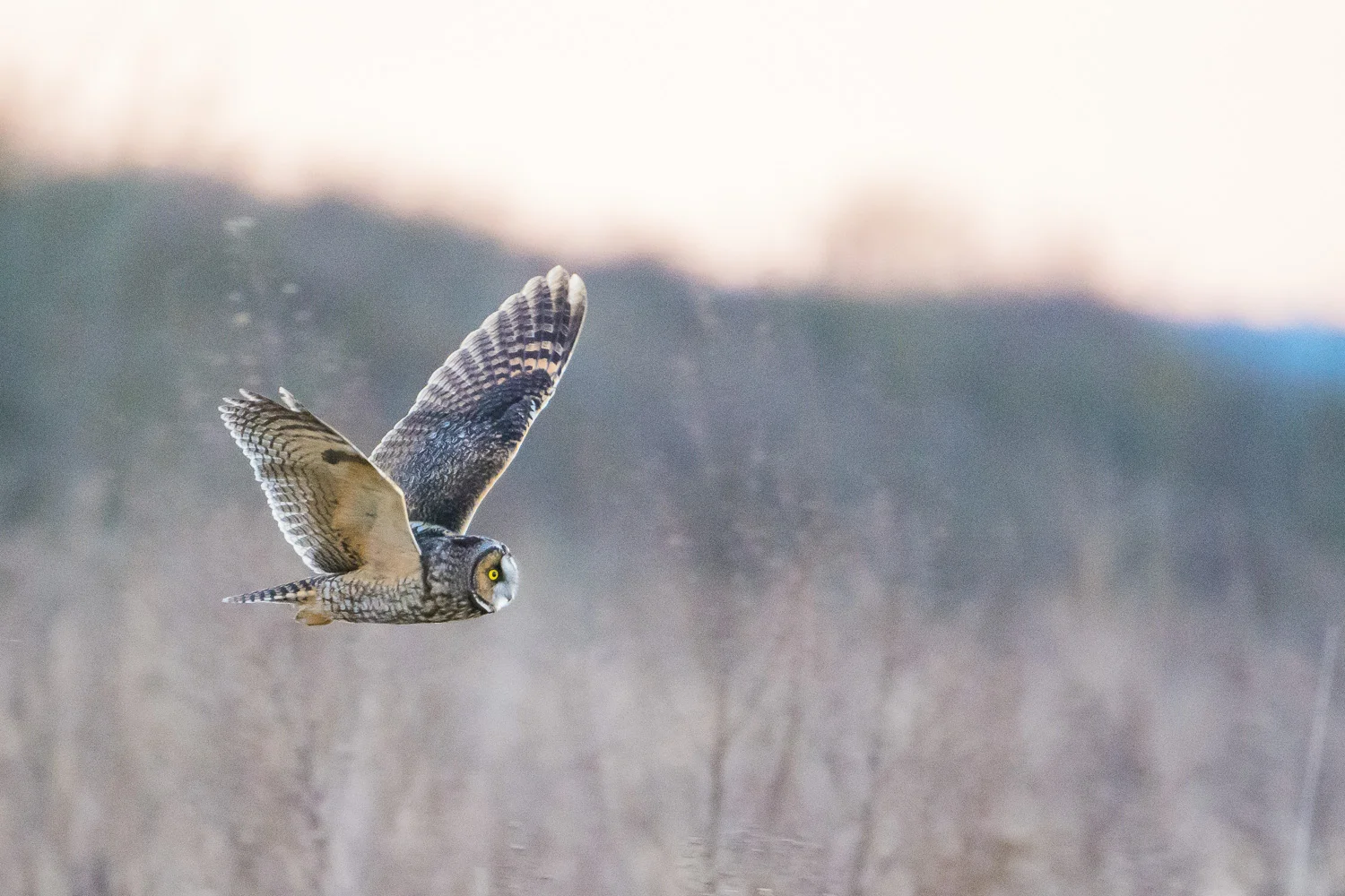 Owl Flying at Dusk