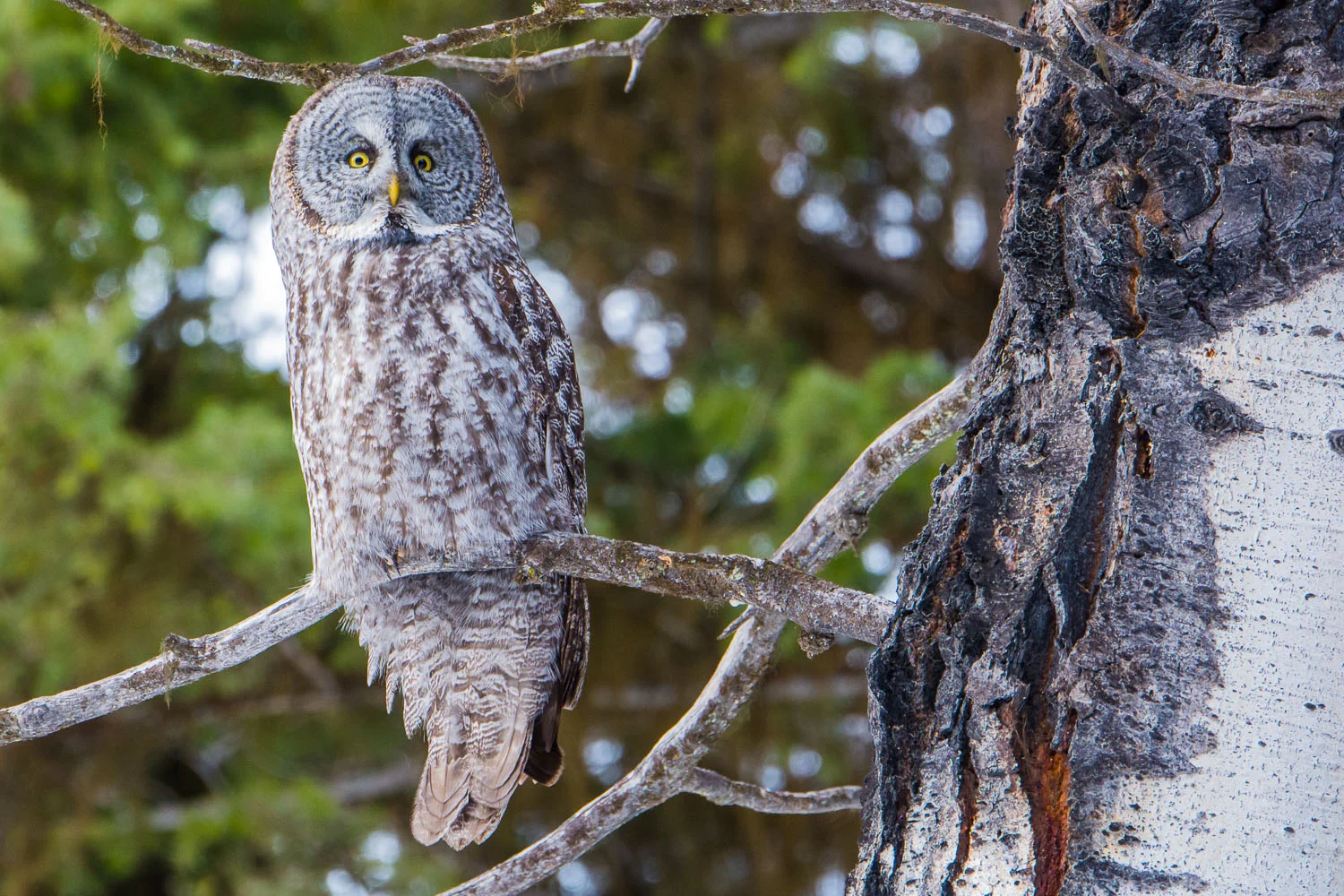 Great Gray Owl in Aspen Tree