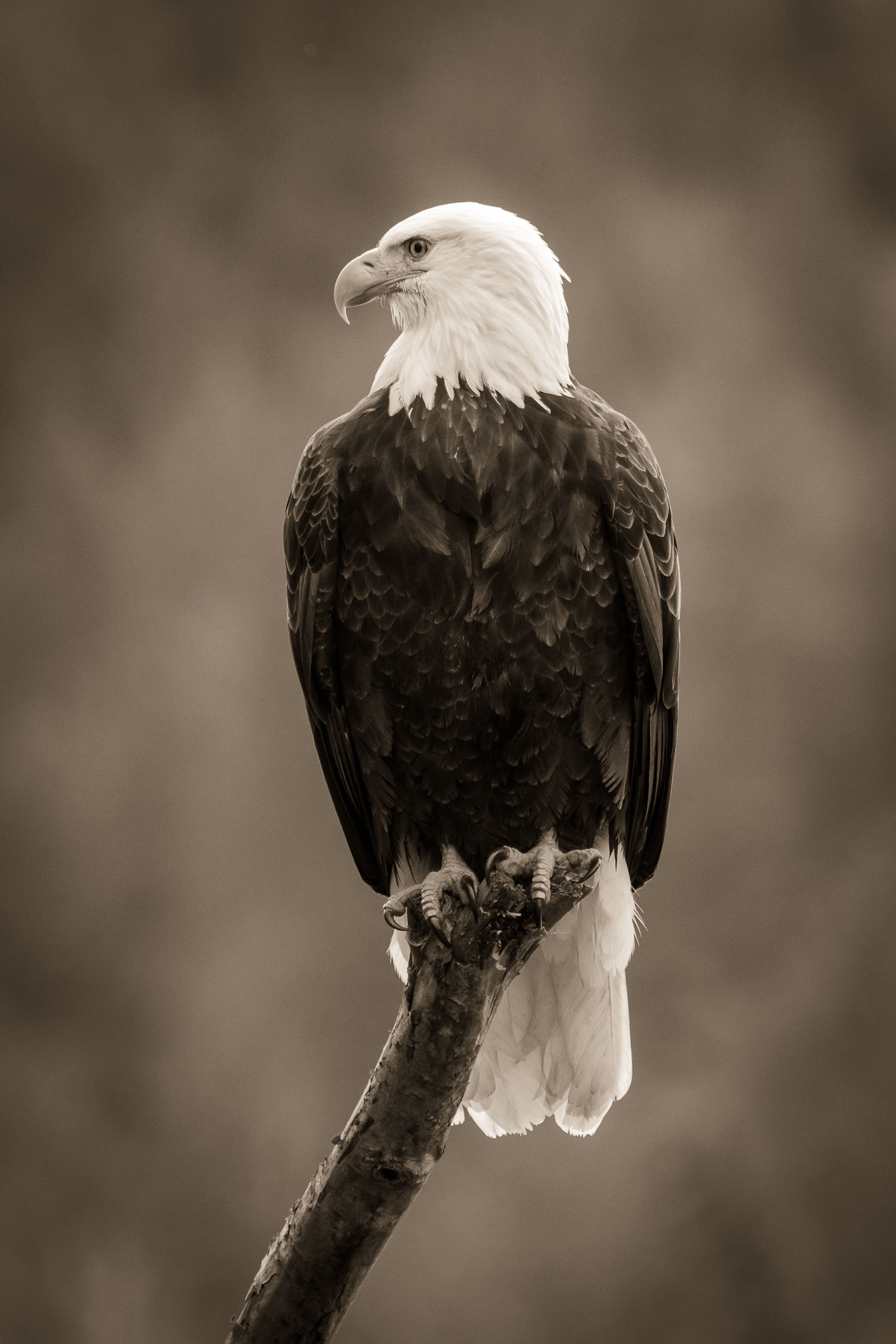 Portrait of a Bald Eagle