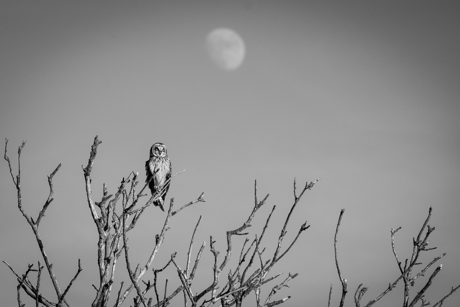 Owl and Moon