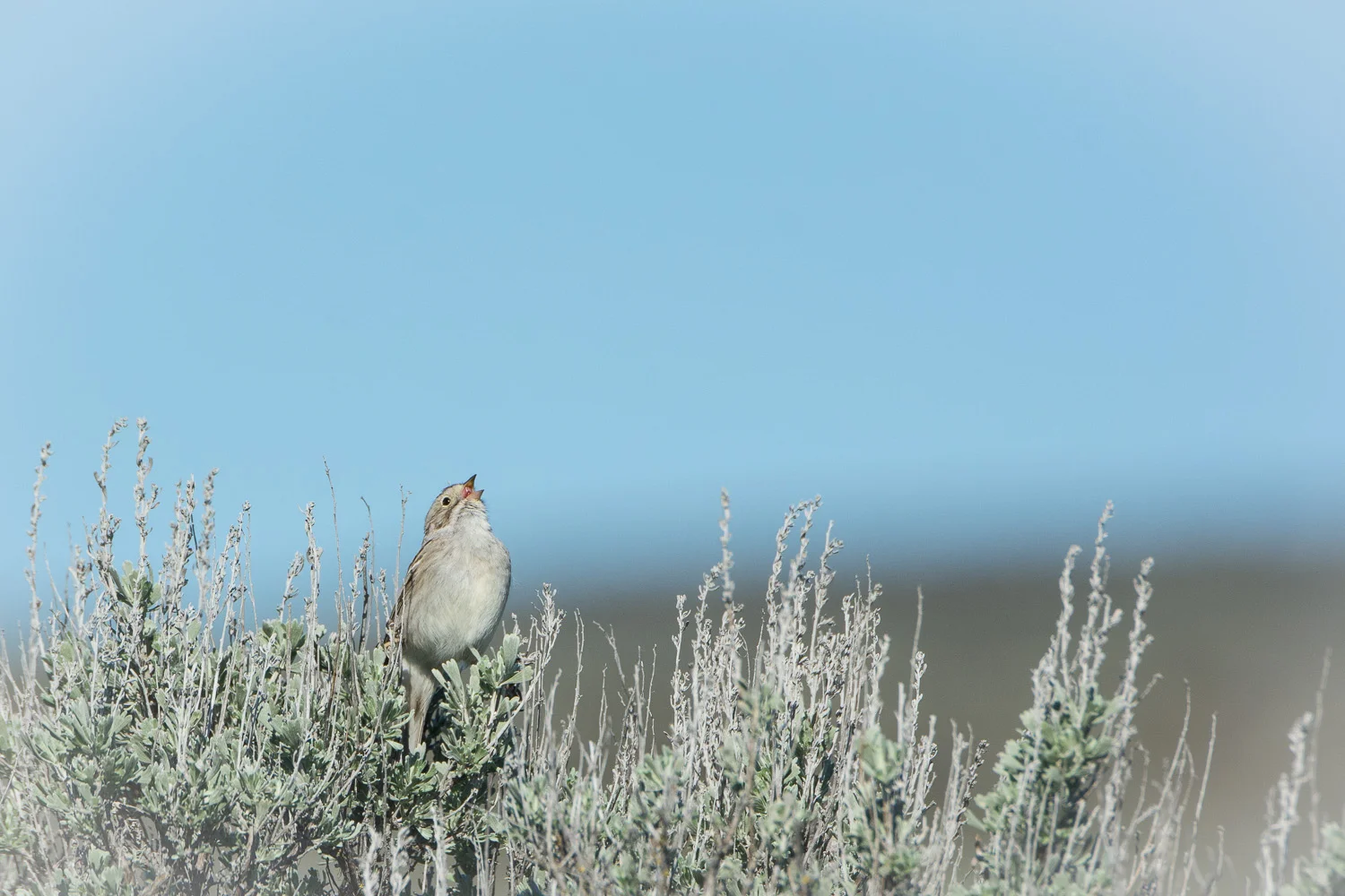 Brewer's Sparrow Singing