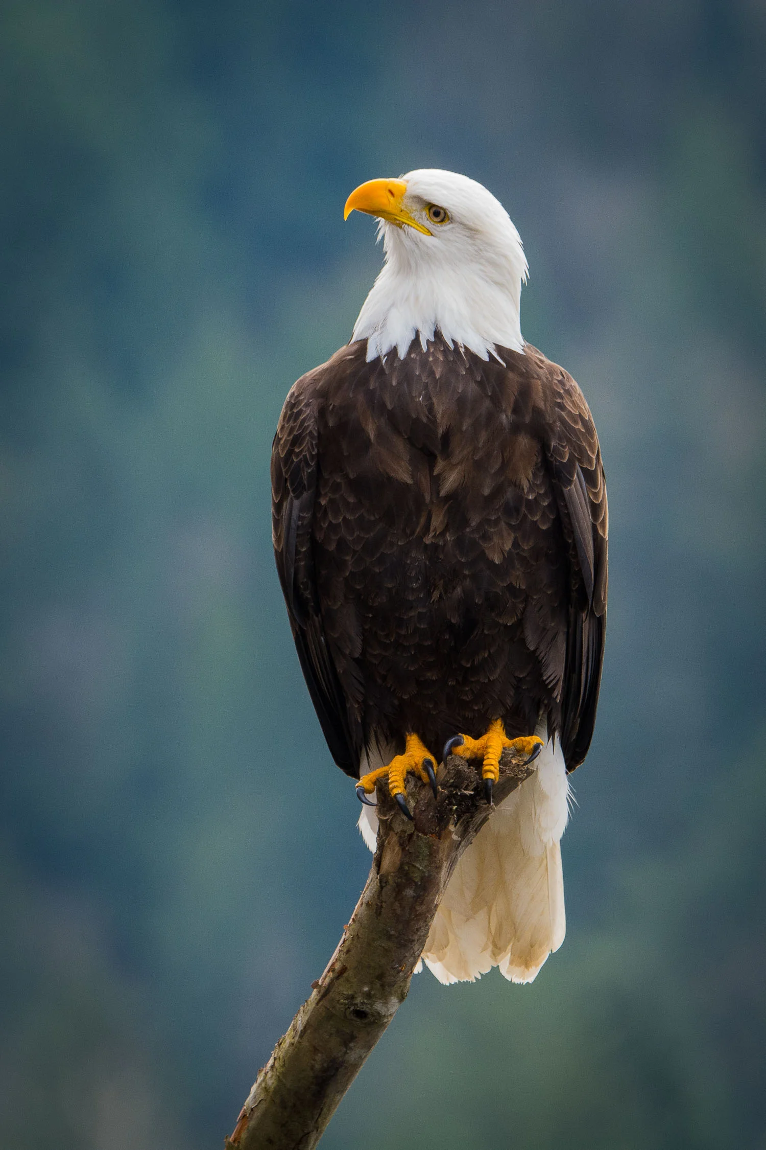 Upward Gaze